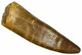 Fossil Plesiosaur (Zarafasaura) Tooth - Morocco #369972-1